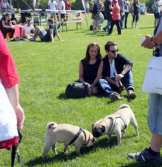Weitere Bilder vom Mopsrennen in Riem.