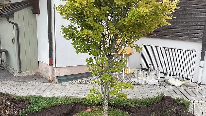 Büsche und Bäume werden zwischengelagert und kommen nach der Renovierung wieder an ihren Platz. Büsche und Bäume werden zwischengelagert und kommen nach der Renovierung wieder an ihren Platz.