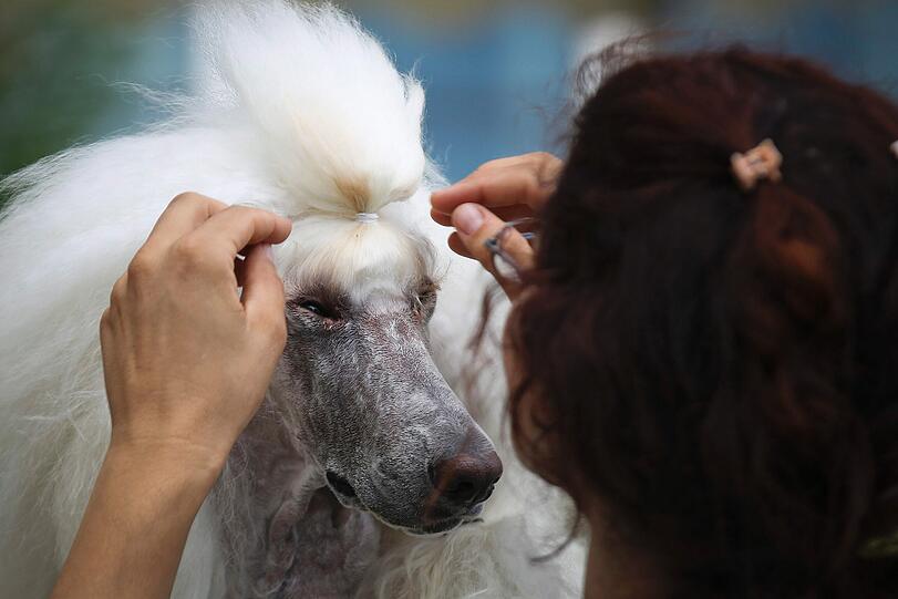Style ist alles! Bei verschiedenen Schönheitswettbewerben wird der schönste Hund gekürt. Die Bilder von den Wettbewerben in Rotterdamm und Estoril.