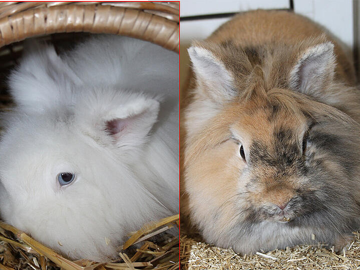 Die beiden Angora-Kaninchen Maria (weiß) und Basti wurden etwa 2011 geboren und sind kastriert. Beide müssen täglich gebürstet und das Fell kontrolliert werden. Insbesondere müssen die Augenhaare und das Fell am Afterbereich regelmäßig gestutzt werden. Basti hat auch eine Schneidezahnfehlstellung. Dies muss wöchentlich kontrolliert  und behandelt werden. 

Da sie recht schüchtern sind, sollten sie nicht an einen Platz mit Kleinkinder vermittelt werden. Ein Tierfreund, der bereits Erfahrung mit langhaarigen Kaninchen gesammelt hat, wäre ideal.