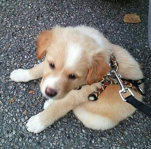 Der kleine Idefix.