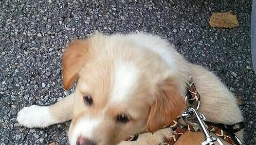 Der kleine Idefix. Der kleine Idefix.