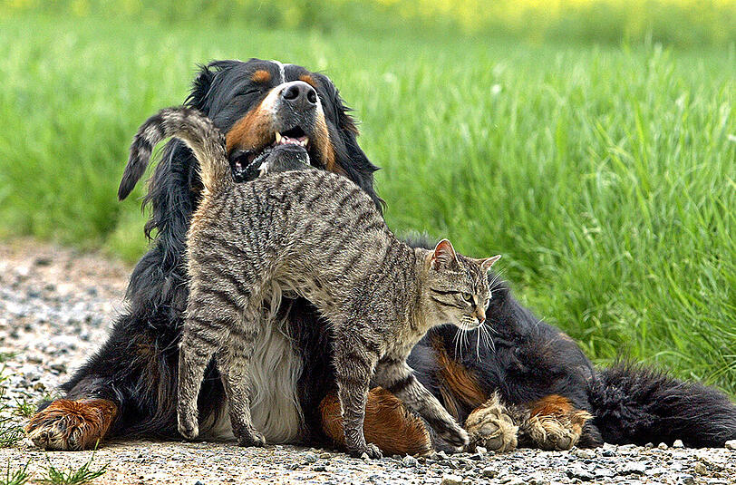 Die Katze ist das beliebteste Haustier der Deutschen.