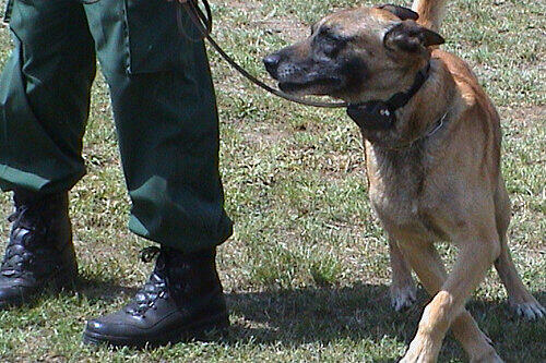 Polizeihunde spüren nicht nur Drogen und Sprengstoff auf, sondern auch Menschen.