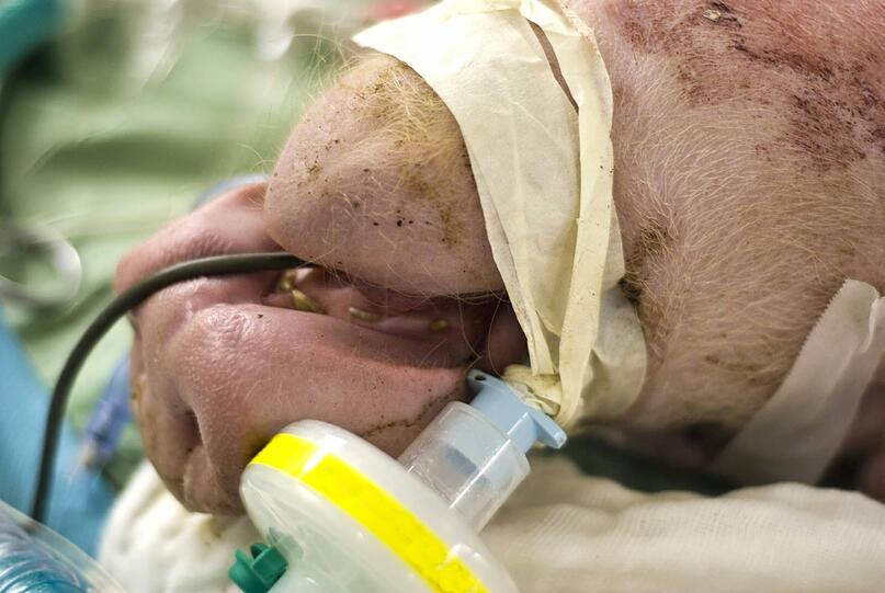 Armes Schwein: Das Tier liegt verkabelt, verschlaucht und sediert auf dem OP-Tisch.