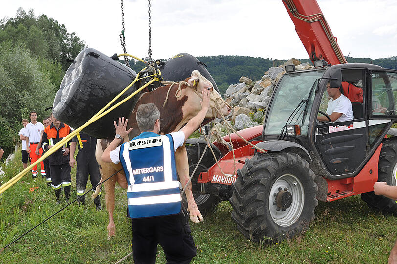 Die trächtige Kuh "Samba" ist am Donnerstagvormittag im Landkreis Mühldorf in den Inn gefallen - und löste einen Großeinsatz aus: Wasserwacht, Feuerwehr und THW retteten das Tier.