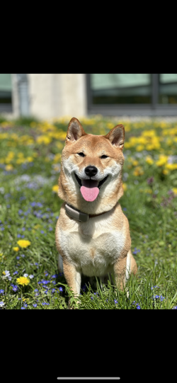 Mylo ist ein richtiger Superheld. Er ist verschmust, liebt Bälle, bringt mich jeden Tag zum Lachen, weil er ein Tollpatsch ist und hilft mir täglich, den Alltag zu bewältigen. Denn der Kleine ist ein Diabetikerwarnhund und warnt mich vor schweren Unter- und Überzuckerungen. Ein wahrer Held.