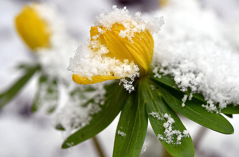 Auch die Blumen sind vom Schnee bedeckt.