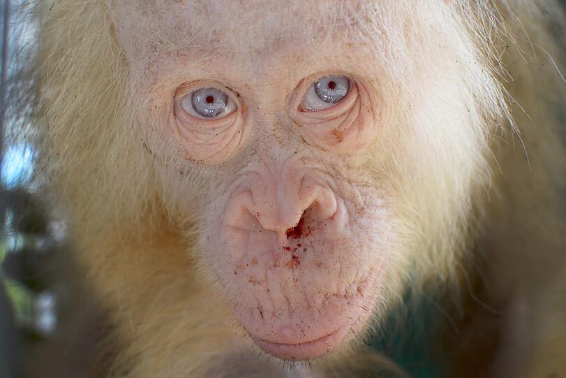 (Undatiert): Weißes Fell und blaue Augen: Auf der südostasiatischen Insel Borneo wird Mitte des Jahres ein extrem seltener Albino-Orang-Utan entdeckt.