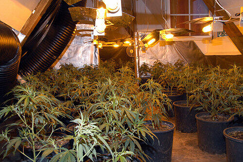 Ein Teil der groß angelegten Marihuana-Plantage, die die Würzburger Polizei im nahen Rottendorf entdeckte.
