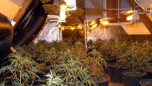 Ein Teil der groß angelegten Marihuana-Plantage, die die Würzburger Polizei im nahen Rottendorf entdeckte. Ein Teil der groß angelegten Marihuana-Plantage, die die Würzburger Polizei im nahen Rottendorf entdeckte.
