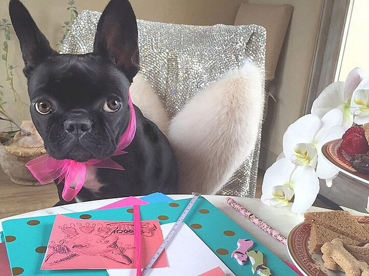 An Niedlichkeit ist Lady Gagas Hund kaum zu übertreffen