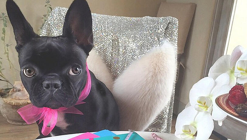 An Niedlichkeit ist Lady Gagas Hund kaum zu übertreffen An Niedlichkeit ist Lady Gagas Hund kaum zu übertreffen