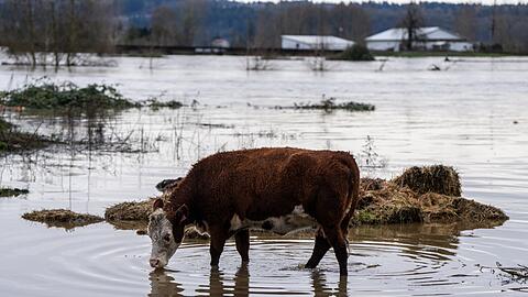 Auch Hunderte Tiere waren vor den Wassermassen in Sicherheit gebracht.