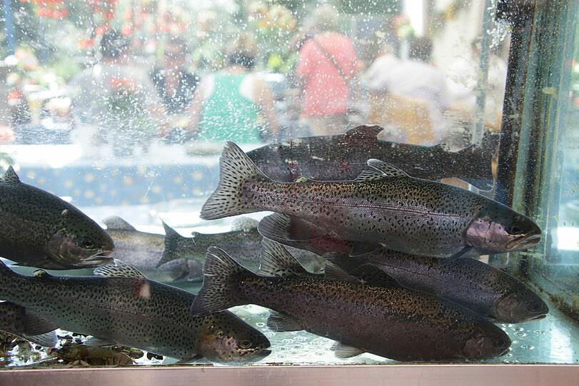 So frisch ist der Fisch selten: Forellen und Saiblinge tummeln sich im Becken vor dem Eingang.
