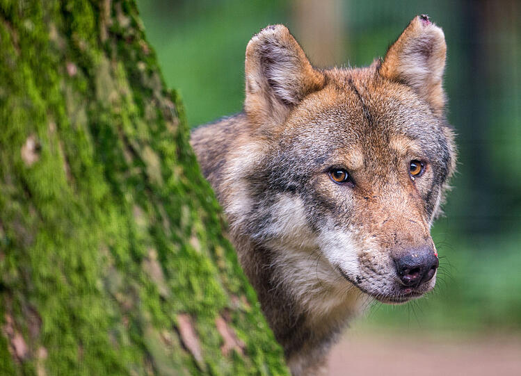 Es wird derzeit hitzig darüber diskutiert, ob der Schutzstatus des Wolfs in Bayern gesenkt werden darf, um Abschüsse zu ermöglichen. (Symbolbild)