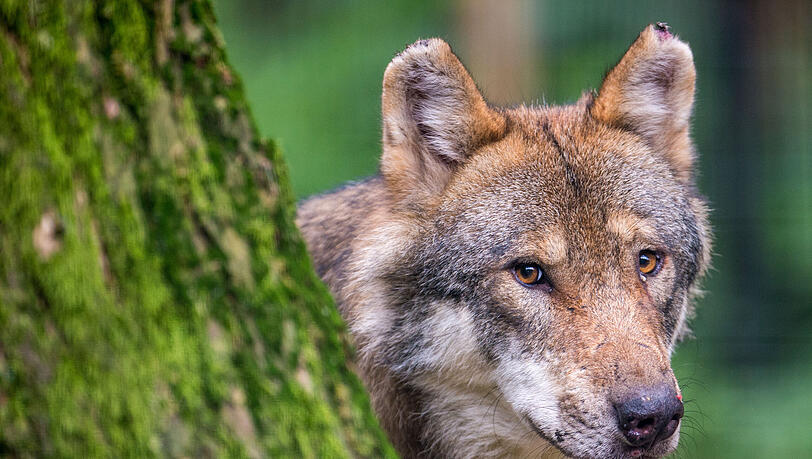 Vorbild Tirol? Umgang mit Wölfen in Bayern