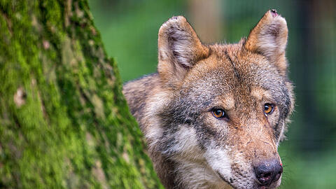 Es wird derzeit hitzig darüber diskutiert, ob der Schutzstatus des Wolfs in Bayern gesenkt werden darf, um Abschüsse zu ermöglichen. (Symbolbild)