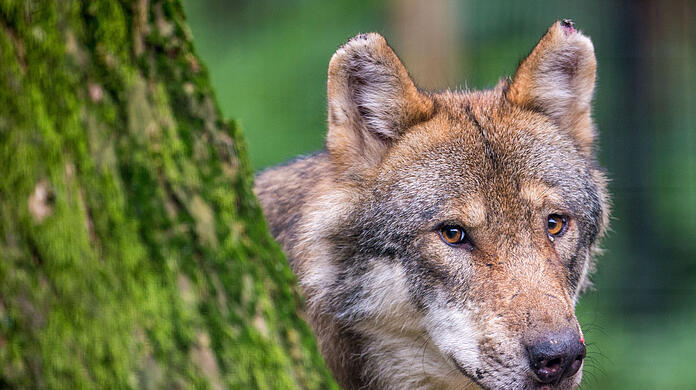 Es wird derzeit hitzig darüber diskutiert, ob der Schutzstatus des Wolfs in Bayern gesenkt werden darf, um Abschüsse zu ermöglichen. (Symbolbild)