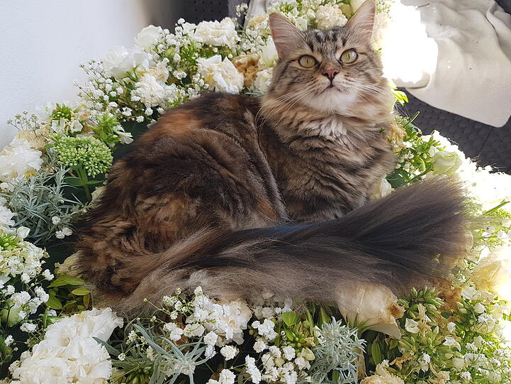 Lucy
