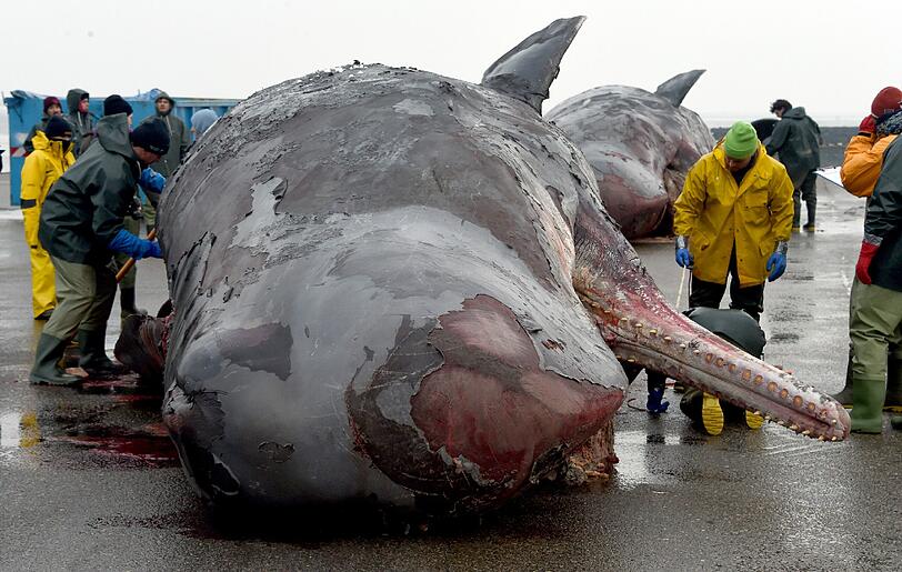 Vor Helgoland werden die zwei gefundene Wale zerlegt und untersucht.