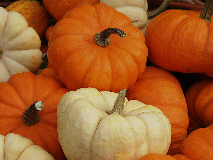 Kürbisse eignen sich nicht nur als Halloween-Deko, sie sind auch echte Beauty-Helfer