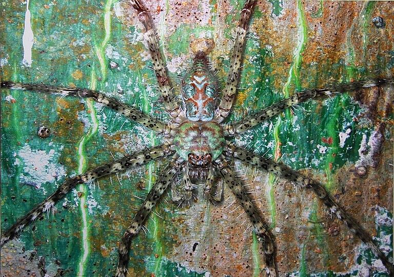 Na ja, das ist nichts für Arachnophobiker, also Menschen mit Spinnenangst: Die Rinden-Riesenkrabbenspinne aus Laos.