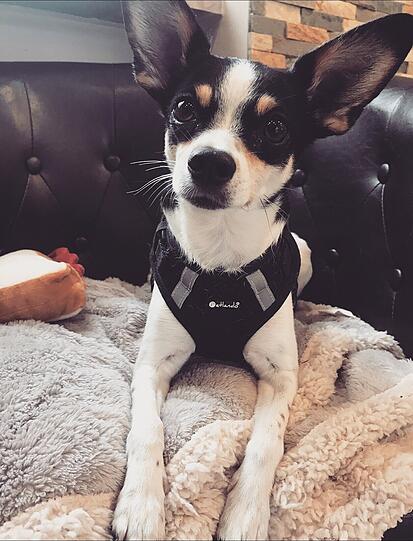 Minnie