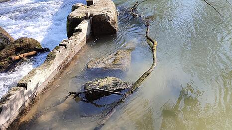 Dieser Ast blockiert am Freitagmorgen das Dammbalkenwehr etwa 200 Meter unterhalb der Eisbachwelle.