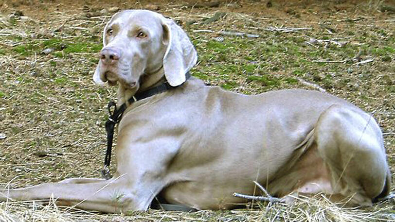 Die Lunge des zweijährigen Weimaraners wurde von einem Ast durchbohrt. (Symbolbild)