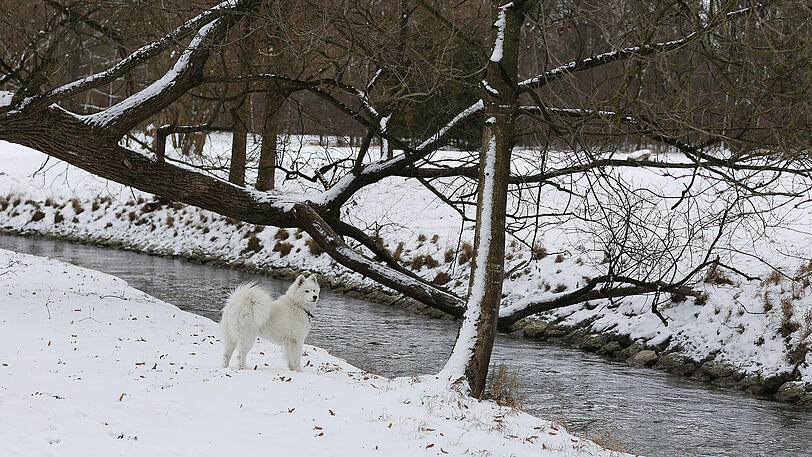 AZ-Fotograf Sigi Müller war am Donnerstag im verschneiten Englischen Garten unterwegs. Die Bilder.