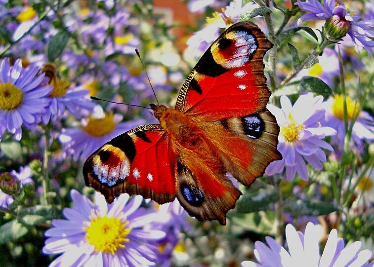 In den Blüten der Herbstblumen findet der farbenprächtige Tagpfauenauge noch reiche Nahrung.