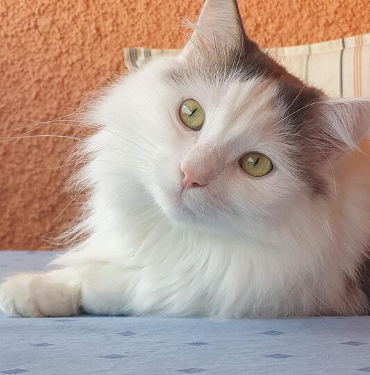 Timmi
