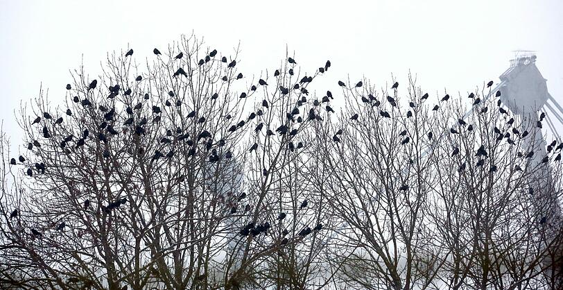 Von Pasing bis Feldmoching, im Englischen Garten oder in den Stadtparks: Krähen-Ansturm auf München.