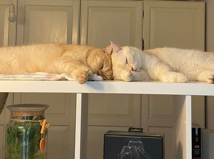 Britisch Kurzhaar Kater Simba und Ronaldo