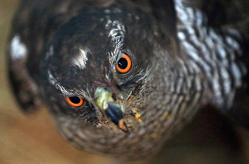 Der Habicht ist Vogel des Jahres 2015