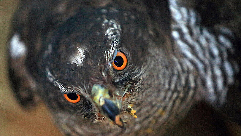 Der Habicht ist Vogel des Jahres 2015 Der Habicht ist Vogel des Jahres 2015