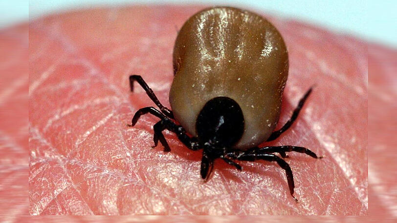 Zecken können die Erreger der Borreliose und der Hirnhautentzündung FSME übertragen.