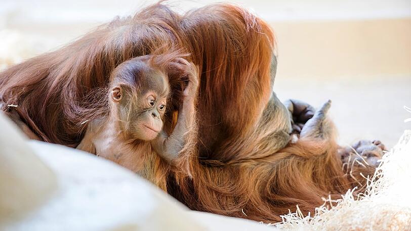 Süßer Nachwuchs auch bei den Orang-Utans. Die Affenmama hat zu ihrem Baby Quentin 2016 auch noch den winzigen Quinn adoptiert.