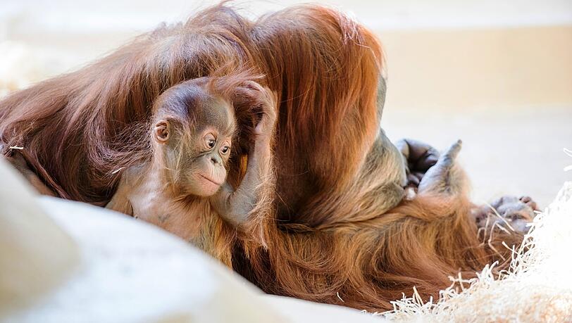 Süßer Nachwuchs auch bei den Orang-Utans. Die Affenmama hat zu ihrem Baby Quentin 2016 auch noch den winzigen Quinn adoptiert. Süßer Nachwuchs auch bei den Orang-Utans. Die Affenmama hat zu ihrem Baby Quentin 2016 auch noch den winzigen Quinn adoptiert.