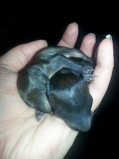 Vor allem das Eichhörnchen-Baby Hanni, bei dem man innere Verletzungen vermutete.
