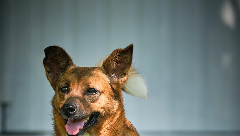 Carlotta (circa 3) ist eine Hündin aus dem Tierheim in München. In einer Serie stellen wir immer wieder ausgewählte Neuzugänge vor, die ein neues Zuhause benötigen. Carlotta (circa 3) ist eine Hündin aus dem Tierheim in München. In einer Serie stellen wir immer wieder ausgewählte Neuzugänge vor, die ein neues Zuhause benötigen.