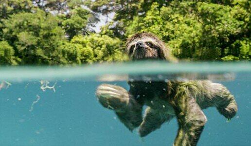 Beeindruckende Aufnahmen bannen den Zuschauer: Ein Faultier geht schwimmend auf Partnersuche, Pottwale werden beim Mittagsschlaf beobachtet.