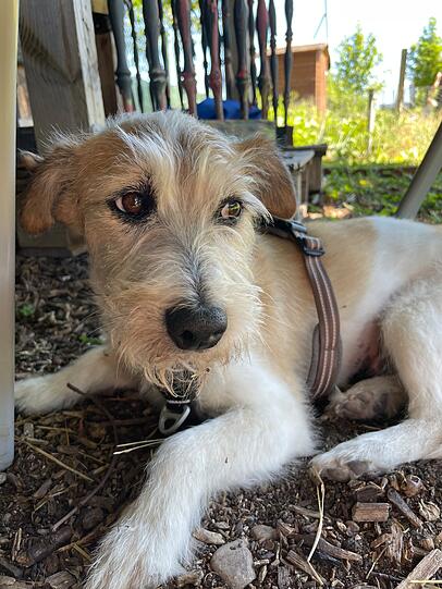 Wiggerl der Terrier Pöschl