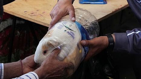 "Luchito" wurde bei den Feierlichkeiten in Salcedo zum schwersten Meerschweinchen gek&uuml;rt.