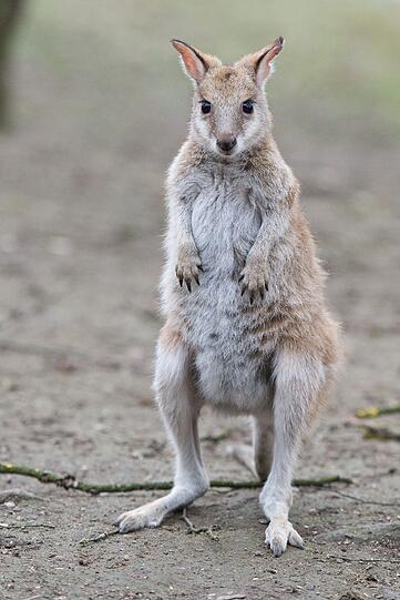 Januar 2015: Bei den Flikwallabys gibt es Nachwuchs. Wallaby-Baby Paula.