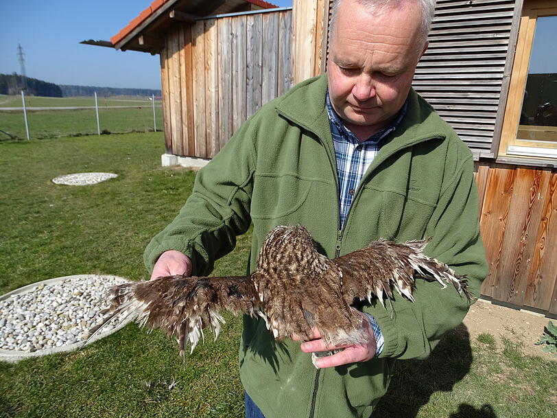 Alfred Aigner mit einem Waldkauz mit zerstörtem Großgefieder. Alfred Aigner mit einem Waldkauz mit zerstörtem Großgefieder.