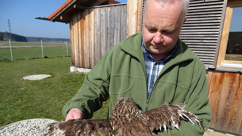 Alfred Aigner mit einem Waldkauz mit zerstörtem Großgefieder. Alfred Aigner mit einem Waldkauz mit zerstörtem Großgefieder.