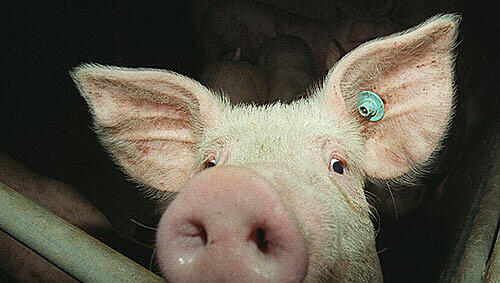 Oink! In Nordheim sollen bald 1000 Schweine gemästet werden – wenn das Gericht nicht anders entscheidet. Oink! In Nordheim sollen bald 1000 Schweine gemästet werden – wenn das Gericht nicht anders entscheidet.