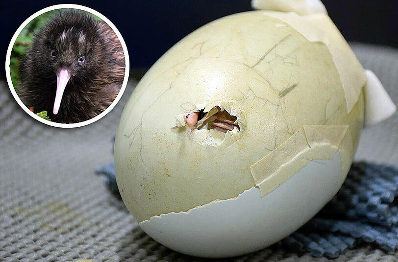 Kaum zu glauben: Aus diesem notdürftig geflickten Ei schlüpfte Küken "Fissure".